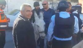 #شاهد قوات الاحتلال تسرق حماراً خلال حملتها في بلدة سلوان بالقدس المحتلة، قبل قليل.