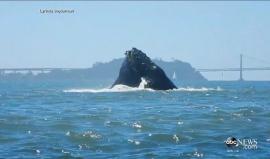 #شاهد التقاط صور لـ مجموعة من الحيتان الحدباء الضخمة في خليج سان فرانسيسكو