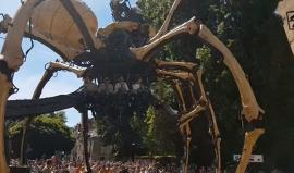 #شاهد عنكبوت ضخم يتجول في شوارع غرب فرنسا