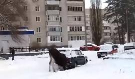 فيديو متداول لحيوان الموس يعشق عوادم السيارات !