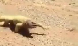 من شدة حر الصحراء ..

 #شاهد ضب يهرع الى الظل !