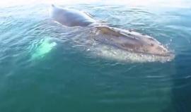 #شاهد قارب سياحي يلتقط صورا لـ "حوت أحدب" خلال رحلة في خليج فندي بكارولاينا الشمالية