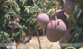 ما هي العقبات التي تواجه زراعة الفاكهة الاستوائية المانجا في #غزة ؟
تقرير: خالد أبو الروس