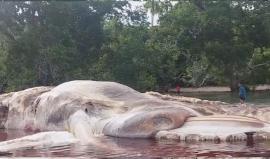 لم تعرف طبيعته .. 

#شاهد العثور على جثة حيوان نافق تثير الرعب على السواحل الأندونيسية