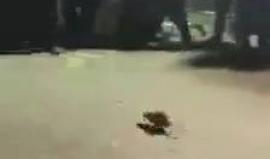 مشهد طريف: "فأر" يفرق جموع الحاخامات الصهاينة في #القدس المحتلة !