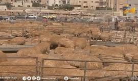 نقابة المهندسين الأردنيين تقدم الأضاحي لفلسطين في عيد الأضحى
تقرير حبيب أبو محفوظ