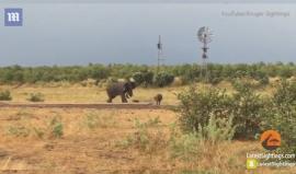 #شاهد فيل ضخم يهرب من صغير جاموس في غابة جنوب افريقيا