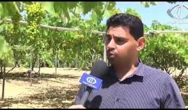 تقرير- غزة على موعد مع إنتاج وفير من العنب يعوض خسائر العامين الماضيين - رمزي البيروتي