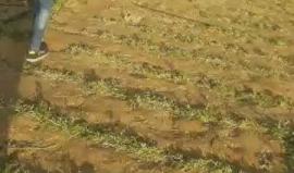 #فيديو آخر للمظاهرات الغاضبة شرق خانيونس على حدود جنوب القطاع