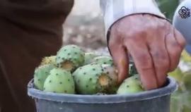 #شاهد موسم قطف ثمار الصبر في نابلس / عدسة: حسن قمحية