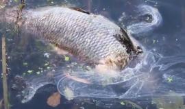 العثور على 6 أطنان من الأسماك ميتة في مياه #هامبورغ الألمانية والسبب: ارتفاع درجات الحرارة