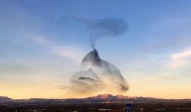 حركات جميلة تزين بها الطيور المهاجرة سماء منطقة اغرونو في اسبانيا