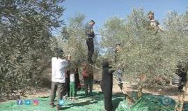 #شاهد | موسم قطف الزيتون في فلسطين