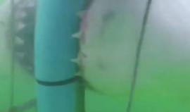 لحظات مرعبة ..

قرش يهاجم مجموعة من السياح داخل قفص حديدي في خليج موسيل بجنوب افريقيا - متداول