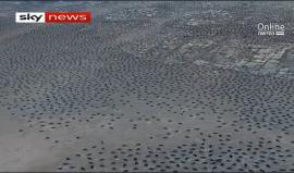 #فيديو اكتشاف مستعمرة من مليون ونصف بطريق في القطب الجنوبي