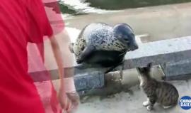 #ترفيه موقف طريف بين قطة وفقمة