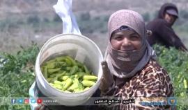 أهل غزة يأكلون 5 مليون كيلوغرام من "الفلفل الحار" سنويا 
تقرير صالح الناطور
