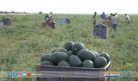 #غزة | توقعات بمحصول وفير من البطيخ هذا العام
تقرير: صالح الناطور