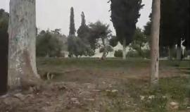 #مباشر جولة في المسجد الأقصى المبارك