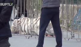 في ايطاليا..

سلطات مدينة مونريالي تتمكن من العثور على نمر بنغالي فر من السيرك واحتمى بأحد مصانع الفخار بضواحي المدينة. وأدى هروب النمر إلى إغلاق الطرقات ومنع التجوال حتى العثور عليه بعد ساعتين من هروبه