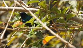 #شاهد عصفور "الشمس" الفلسطيني في قطاع غزة

تصوير: شادي سلفيتي