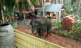 فيل "عطشان" يطارد سكان قرية هندية