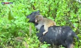 صداقة استثنائية بين قرد صغير وماعز