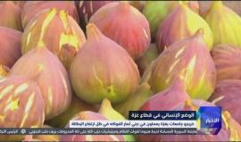 #غزة: خريجو الجامعات يعملون في جني ثمار الفواكه في ظل ارتفاع البطالة 
تقرير: يوسف الحلو