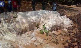 #شاهد مخلوق بحري غريب يظهر على شواطئ الفلبين

لديه شعر أبيض كثيف جرفته الأمواج إلى شاطئ جزيرة ديناغات وتسابق السكان لإلتقاط الصور معه