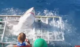 حادثة مروعة !!

#شاهد قرش يدخل قفص حماية بداخله أحد الغواصين قبالة الساحل الغربي للمكسيك