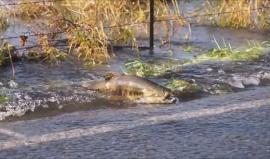 فيديو جديد - أسماك السلمون تقطع الطريق قرب نهر Skokomish في الولايات المتحدة