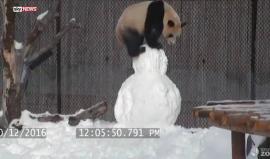 مسابقة الوزن الثقيل: باندا ضد ثلج ... من سيفوز؟