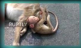 فيديو - "قرد رضيع" يبكي أمه التي ماتت بحادث مروري