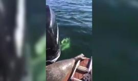 خلال رحلة بحرية .. 

#شاهد فقمة تهرب من الموت الى قارب سياحي!