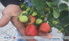 #شاهد | الفراولة المعلقة، أسلوب جديد للزراعة في غزة