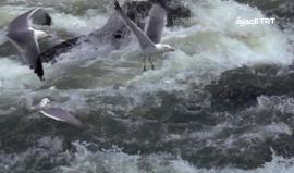 #شاهد طبيعة خلابة تتجلى في مشهد لطيور النورس تلتقط رزقها من أسماك البوري المهاجرة في بحيرة وان شرقي تركيا