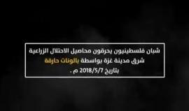 #شاهد شبان فلسطينيون يحرقون محاصيل الاحتلال الزراعية شرق حي التفاح بواسطة بالونات حارقة