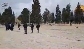 #فيديو 56 مستوطنا و7 جنود صهاينة وموظف آثار اقتحموا المسجد الأقصى المبارك منذ الصباح