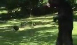 في نيو جيرسي.. مشاهدة دب يمشي مثل الإنسان !