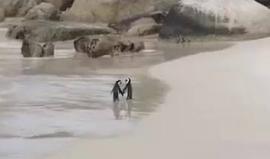 زوجان من البطاريق على أحد سواحل جنوب #أفريقيا تم تصويرهم متماسكي الأيدي في منظر رومنسي جعل هذا المقطع ينتشر في وسائل التواصل الغربية بقوة.

هذا النوع من البطاريق لا يقترن إلا بزوجة واحدة طوال حياته، واسمه (البطريق الحمار) لأن له صوت كصوت نهيق الحمار.