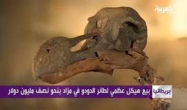 بيع هيكل عظمي لطائر الدودو في مزاد بنحو نصف مليون دولار