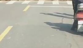 في الصين .. موكب للبط يوقف حركة المرور مؤقتًا