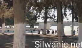 83 مستوطناً يقتحمون ساحات المسجد الاقصى المبارك خلال فترة الاقتحامات الصباحية