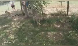 #شاهد فهد يحاول التهام سائحة صينية خلال رحلة جنوب افريقيا