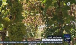 #شاهد | "في آب اقطف ولا تهاب"... موسم العنب في #غزة