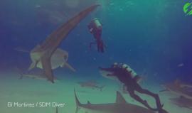 #شاهد| غواص يمنع سمكة قرش من افتراس زميله

الفيديو: Storytrender