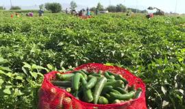 #فيديو الفلفل المكسيكي الحار أو ما يعرف بـ "هالبينو / جلابينو"، يعتبر مصدر دخل مهم للمنتجين بمنطقة إيجة غربي تركيا

الأناضول