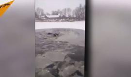 عملية انقاذ كلب سقط بـبحر من الجليد في بسكوف أوبلاست بروسيا