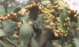 موسم قطف التين الشوكي أو الصبر يستمر لاربعين يوما فقط - رغدة عتمة
