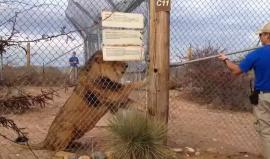 #شاهد كيف أخاف هذا الأسد "حارس الحديقة" في ولاية اريزونا الأمريكية